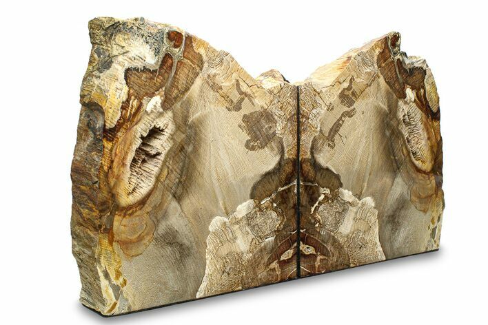 Petrified Wood (Oak) Bookends - Oregon #297303